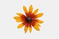 Rudbeckia two-color - Black-eyed-Susan - isolated with clipping