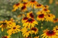 Rudbeckia two-color - Black-eyed Susan