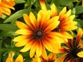 Rudbeckia Hirta - Coneflower - Cappuccino Royalty Free Stock Photo