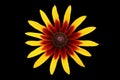 Rudbeckia yellow and dark-red flower isolated on black