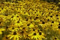 Rudbeckia yellow field in an English Summer Royalty Free Stock Photo