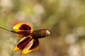 Rudbeckia yellow and red flower, Rudbeckia maxima, with a cone s Royalty Free Stock Photo