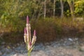 Rudder flower tropical plant blooming in garden