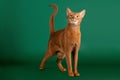 Ruddy abyssinian cat Royalty Free Stock Photo