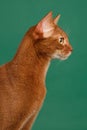 Ruddy abyssinian cat Royalty Free Stock Photo