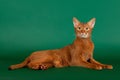 Ruddy abyssinian cat Royalty Free Stock Photo