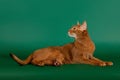 Ruddy abyssinian cat Royalty Free Stock Photo