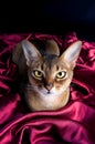 Ruddy Abyssinian Cat Royalty Free Stock Photo