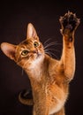 Ruddy abyssinian cat on black brown background Royalty Free Stock Photo