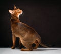 Ruddy abyssinian cat on black brown background Royalty Free Stock Photo