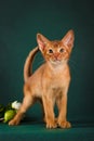 Ruddy abyssinian cat on dark green background Royalty Free Stock Photo