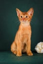 Ruddy abyssinian cat on dark green background Royalty Free Stock Photo