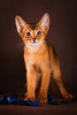 Ruddy abyssinian cat on dark green background Royalty Free Stock Photo