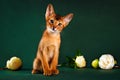 Ruddy abyssinian cat on dark green background Royalty Free Stock Photo
