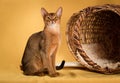 Ruddy abyssinian cat on yellow background Royalty Free Stock Photo