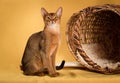 Ruddy abyssinian cat on yellow background Royalty Free Stock Photo
