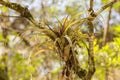 Florida Bromeliad Plant