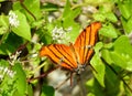 Ruddy Daggerwing Butterfly sipping nectar