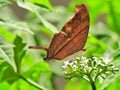 Ruddy Daggerwing Butterfly on a white flower