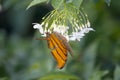 Ruddy Daggerwing Butterfly Nectaring on Water Jasmine Flowers