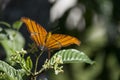 Ruddy Daggerwing Marpesia petreus is an orange butterfly with brown stripes feeding on coffee flowers