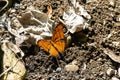 Ruddy daggerwing, Marpesia petreus, on a forest floor