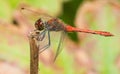 Ruddy Darter Royalty Free Stock Photo