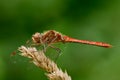 Ruddy darter dragonfly male, waiting for prey. Royalty Free Stock Photo