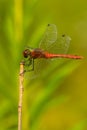 Ruddy Darter Dragonfly sitting on dry stalk Royalty Free Stock Photo