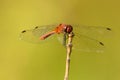 Ruddy Darter Dragonfly sitting on dry stalk Royalty Free Stock Photo