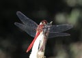 Ruddy Darter Dragonfly Sympetrum sanguineum Royalty Free Stock Photo