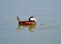 Ruddy Duck Royalty Free Stock Photo