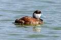 Ruddy Duck breeding adult male swimming Royalty Free Stock Photo