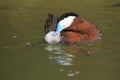 Ruddy duck