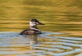 Ruddy Duck Female Autumn Portrait Royalty Free Stock Photo