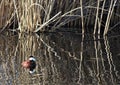 Ruddy Duck Male in the Tules Royalty Free Stock Photo