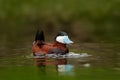 Ruddy Duck, Oxyura jamaicensis, with beautiful green and red coloured water surface. Male of brown duck with blue bill. Wildlife s Royalty Free Stock Photo