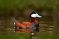 Ruddy Duck, Oxyura jamaicensis, with beautiful green and red coloured water surface. Male of brown duck with blue bill. Wildlife s Royalty Free Stock Photo