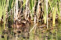 Ruddy Duck, Oxyura jamaicensis Royalty Free Stock Photo