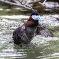 Ruddy Duck, Oxyura jamaicensis, swimming on water surface Royalty Free Stock Photo