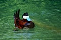 Ruddy Duck, Oxyura jamaicensis, swimming on water surface Royalty Free Stock Photo