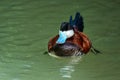 Ruddy Duck, Oxyura jamaicensis, swimming on water surface Royalty Free Stock Photo