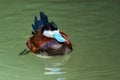 Ruddy Duck, Oxyura jamaicensis, swimming on water surface Royalty Free Stock Photo