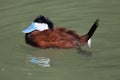 Ruddy duck Oxyura jamaicensis.