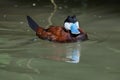 Ruddy duck Oxyura jamaicensis. Royalty Free Stock Photo