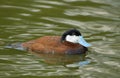 Ruddy Duck Royalty Free Stock Photo