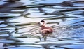 Ruddy Duck swiimming in a pond with Autumn reflections Royalty Free Stock Photo