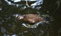 Ruddy duck Royalty Free Stock Photo