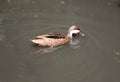 Ruddy duck Royalty Free Stock Photo