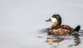 Ruddy Duck Oxyura jamaicensis male swims in calm reflective mirror-like water on a fall afternoon
